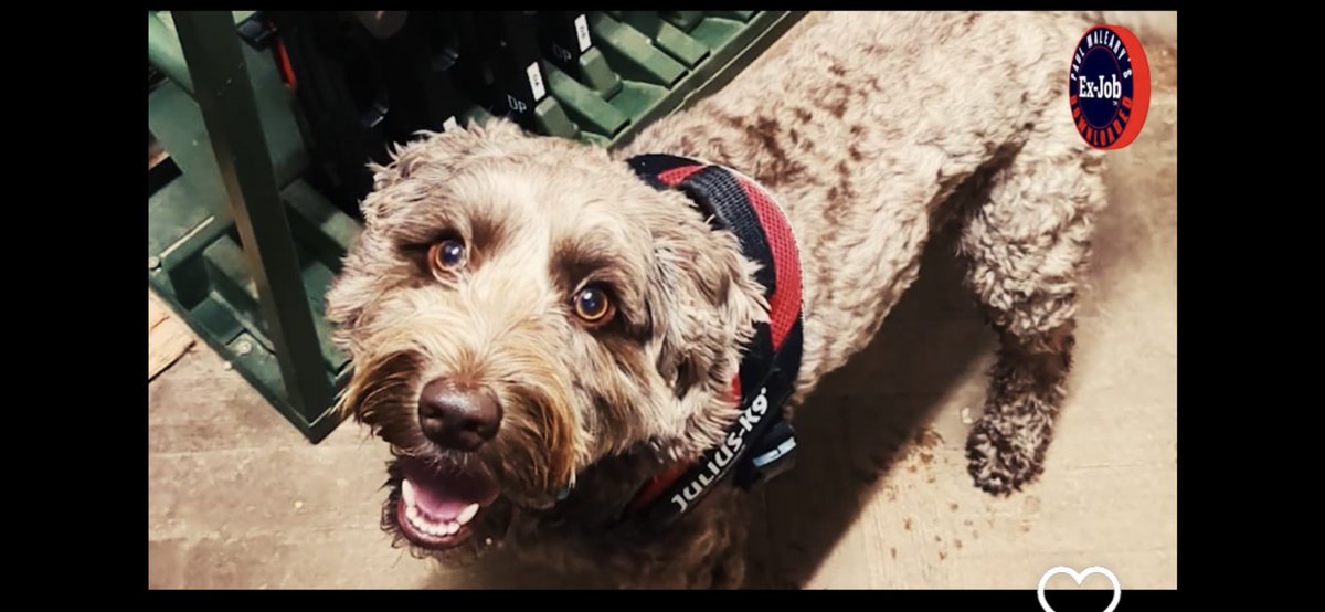 Chappers2013's tweet photo. 🚨 Bonnie has been taken 🚨 
She is 4yrs old. Was in Surrey. Could be Essex or anywhere now. 

Please message @PaulMaleary with any information as her owner is missing her terribly 😢 https://t.co/2qkeJbvxRR