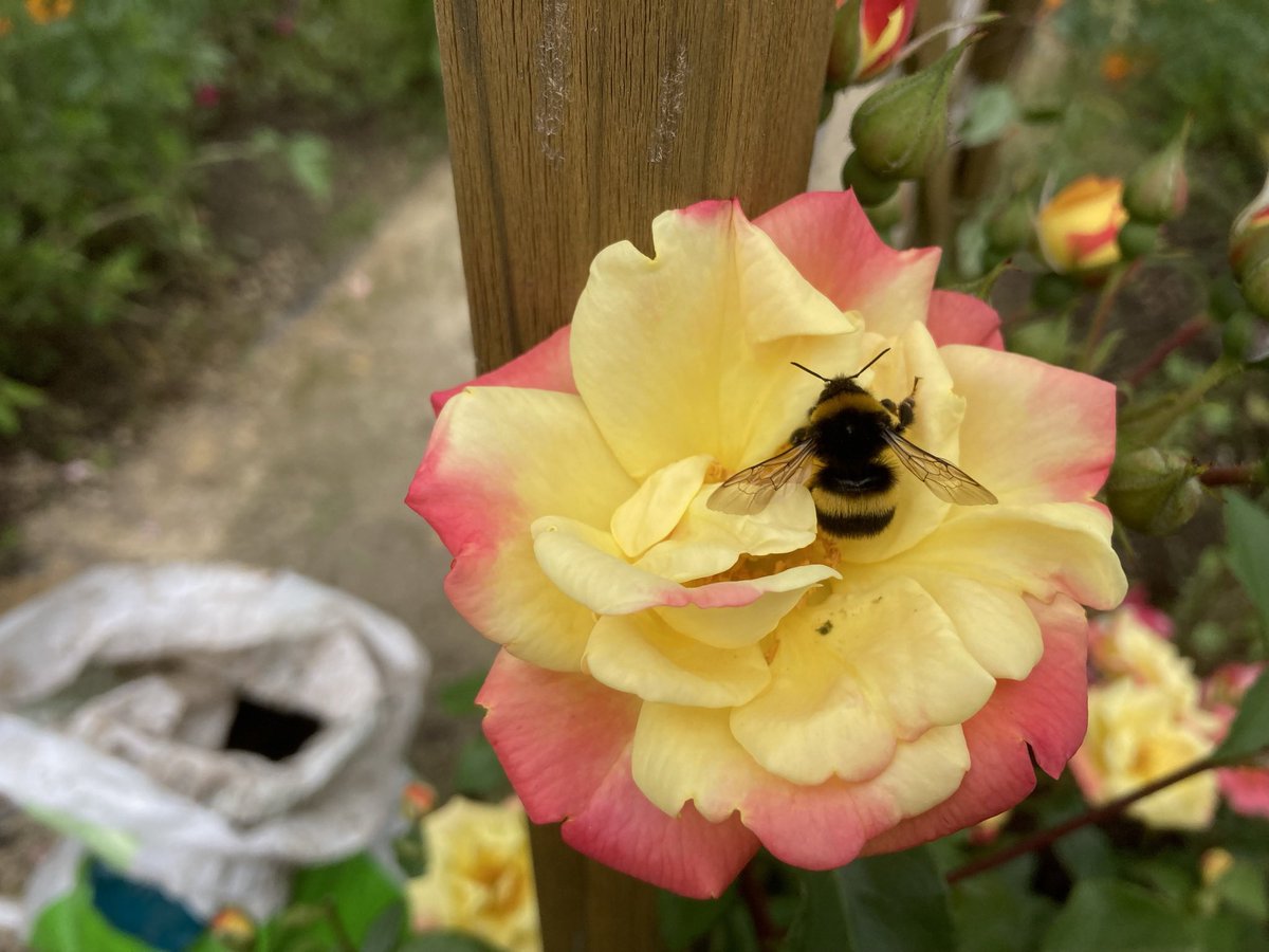 Happy #RoseWednesday 
Looking forward to seeing this lovely rose again 
🐝🌈🐝🌈🐝🌈🐝🌈🐝🌈🐝

#NannysGardenWorld

Join me 
On Instagram & TikTok 

#Flowers #Garden #GardeningTwitter #PlantingTwitter #BanPlasticGrass #PeatFree #GardeningX