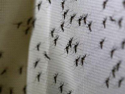 LaCosmoRevista's tweet image. [INVASIÓN] El gobierno no va a intervenir ni fumigar para que el mercado autorregule la cantidad de mosquitos existentes.