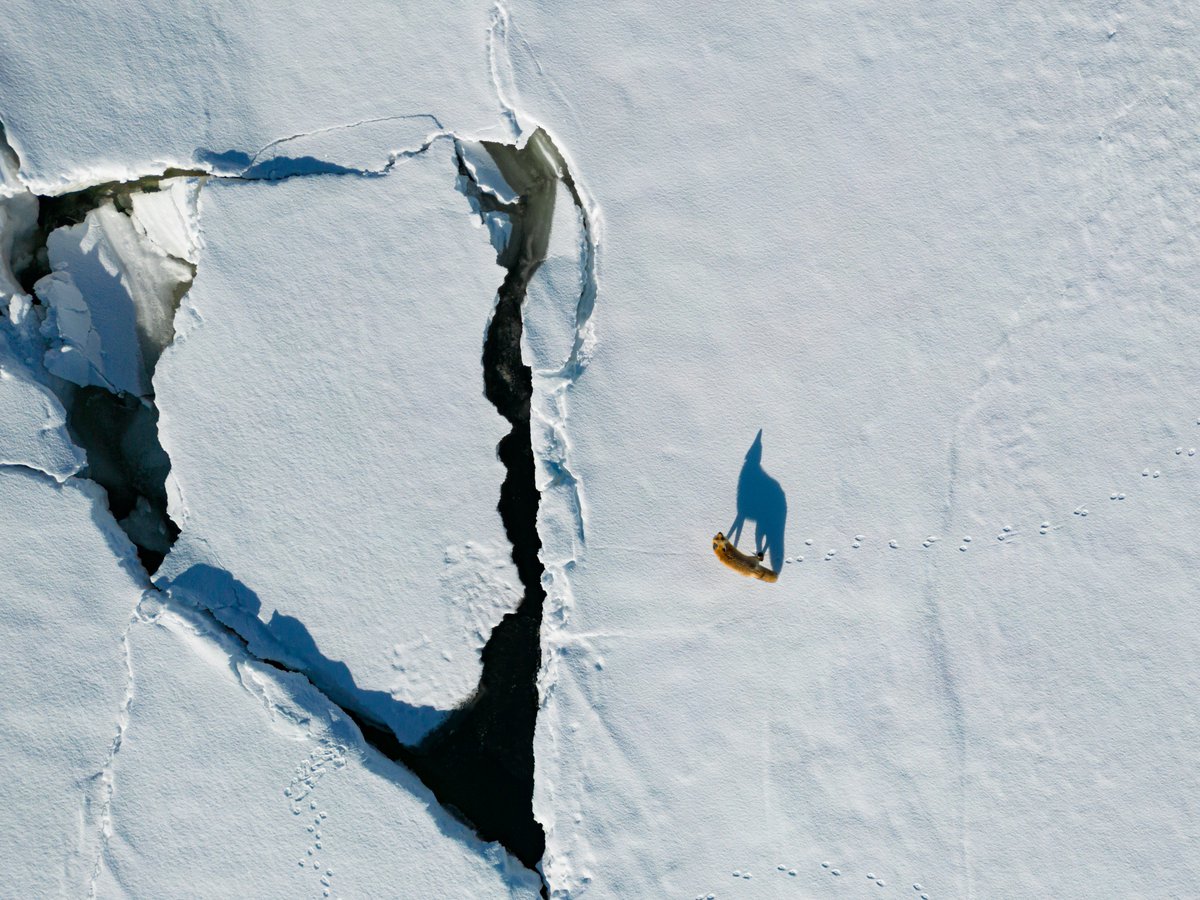 Eldred Allen (@thesmalllens) on Twitter photo One of my images has been selected as a finalist for Canadian Geographic’s 2023 Canadian Photos of the Year competition!
Thanks for the recognition <a href="/CanGeo/">Canadian Geographic</a> and good luck to the other finalists! #sharecangeo <a href="/wag_ca/">WAG-Qaumajuq</a> <a href="/InuitArtFdn/">Inuit Art Foundation</a> <a href="/CanadaCouncil/">Canada Council for the Arts</a> <a href="/artcaninstitute/">Art Canada Institute</a> One of my images has been selected as a finalist for Canadian Geographic’s 2023 Canadian Photos of the Year competition!
Thanks for the recognition <a href="/CanGeo/">Canadian Geographic</a> and good luck to the other finalists! #sharecangeo <a href="/wag_ca/">WAG-Qaumajuq</a> <a href="/InuitArtFdn/">Inuit Art Foundation</a> <a href="/CanadaCouncil/">Canada Council for the Arts</a> <a href="/artcaninstitute/">Art Canada Institute</a>