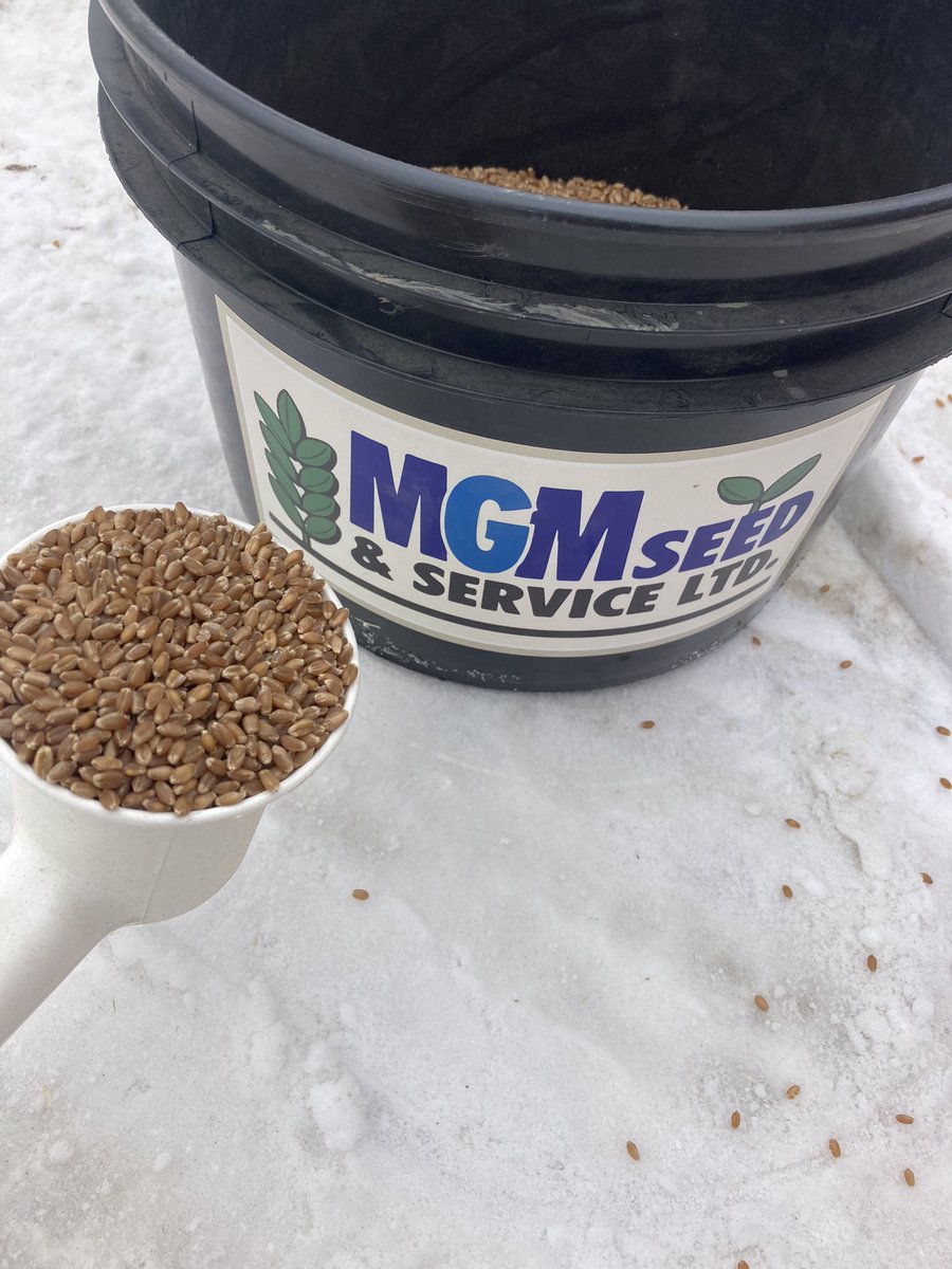 Clean Brandon wheat out of the plant today. <a href="/SeCan/">SeCan</a>. #plant24