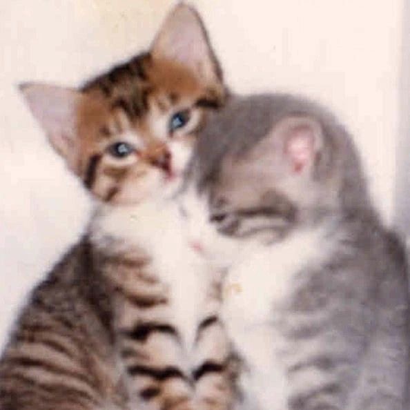 Kitty archives ♡ (@puppierz) on Twitter photo 