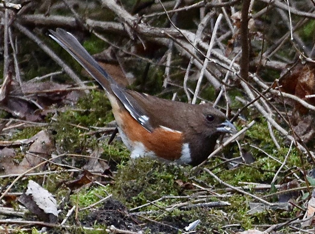 Eastern Towhee ... this elusive little bird is suppose to have flown south but here he is rummaging around the undergrowth along a trail in Ottawa. So excited to see him! #birds #birding #Ottawa #birdphotography #nature #wildlife #ShareYourWeather #StormHour