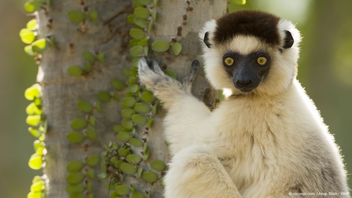The ring-tailed lemur and “dancing lemur” are just two of the 107 lemur species living in Madagascar. Unfortunately, 96% of lemur species are facing extinction due to habitat loss and being taken from the wild for the illegal pet trade.