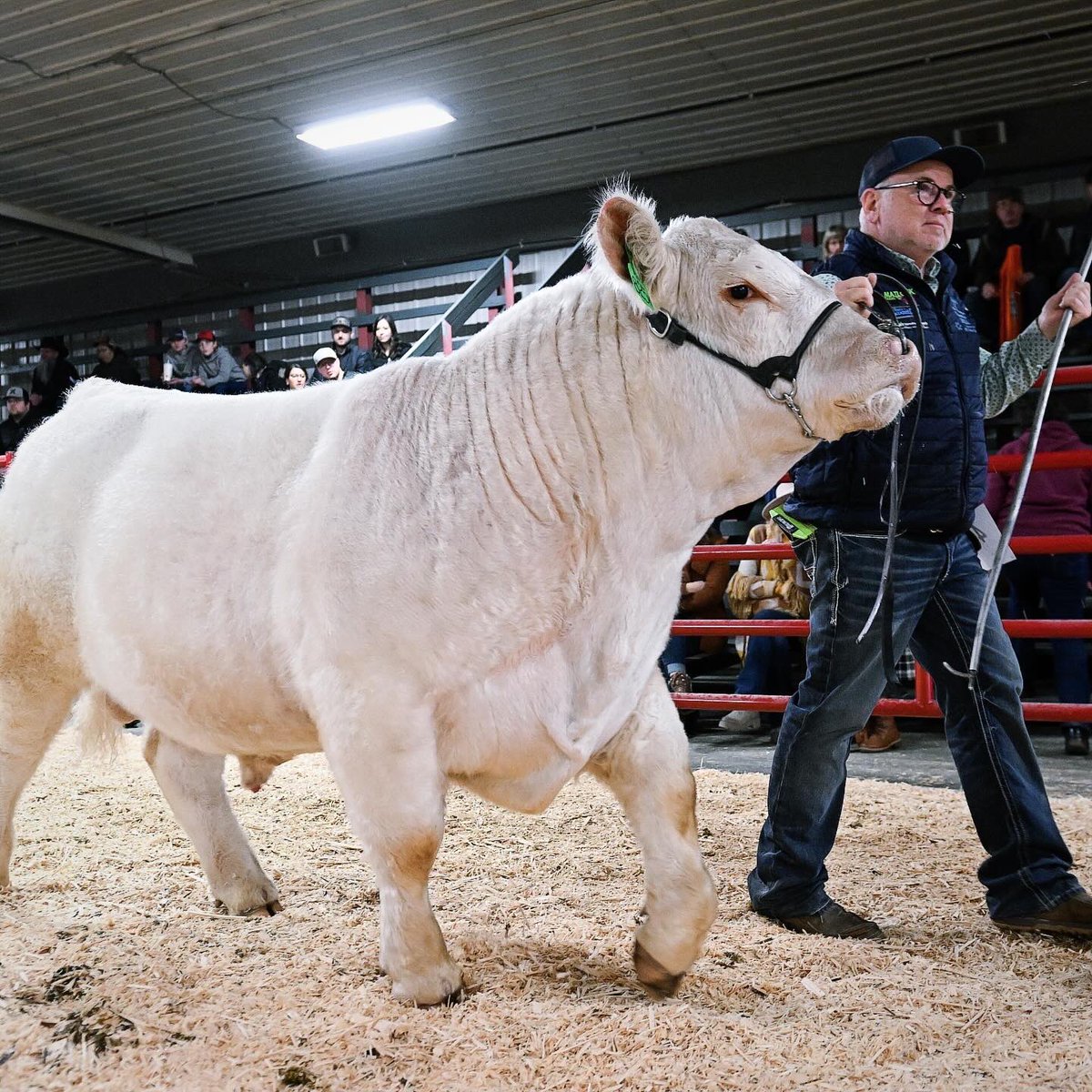 Competition, Community, Commerce. 
We are back - January 19 & 20, 2024! 

bullcongress.com
#CBC24 #AlbertaBeef #AlbertaAgriculture #AlbertaFarm