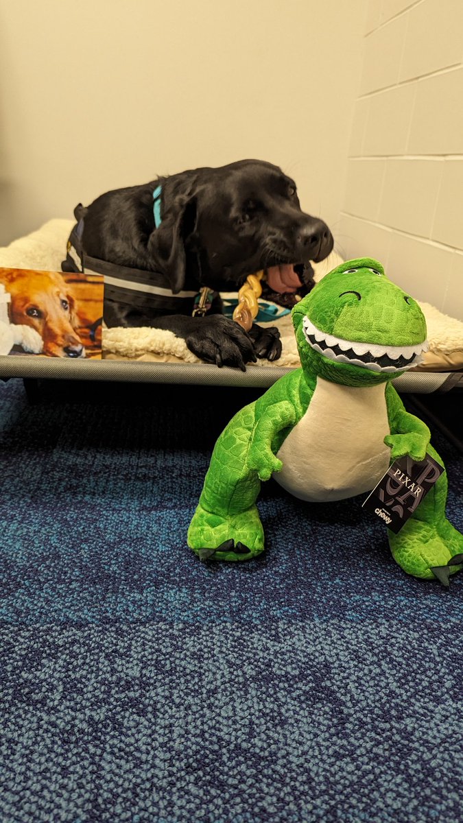 AWLSJH's tweet photo. Thanks, Laney and @awlsmo! Lorain got a nice treat and toy after a great first day!
#GeneralNation https://t.co/GVQ3LmgkVm
