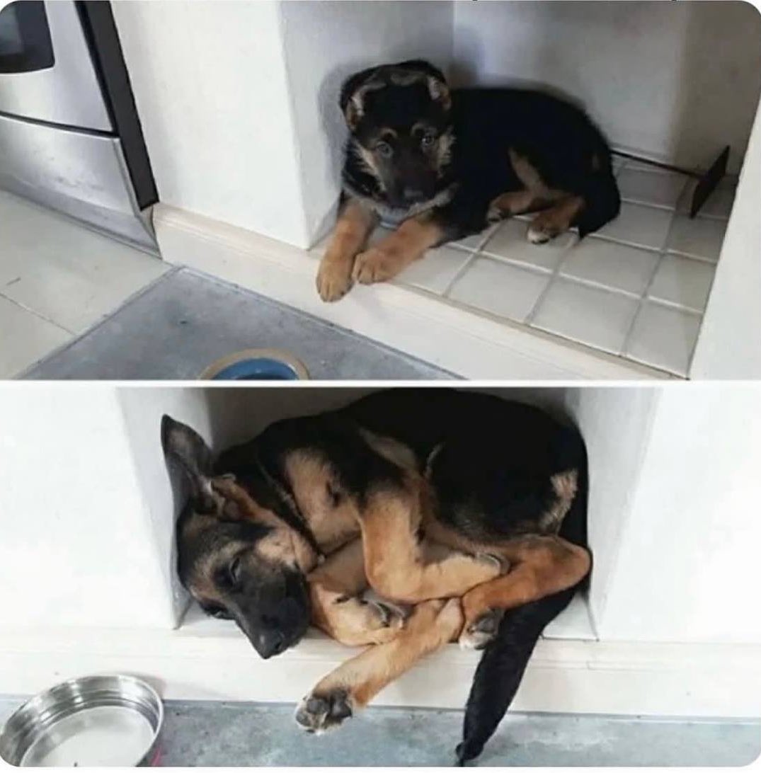 DiloConPerritos's tweet photo. ¿Cómo le explico que ya no es un cachorro y ya no cabe en su lugar favorito? 🥺 https://t.co/tg8b74boXT