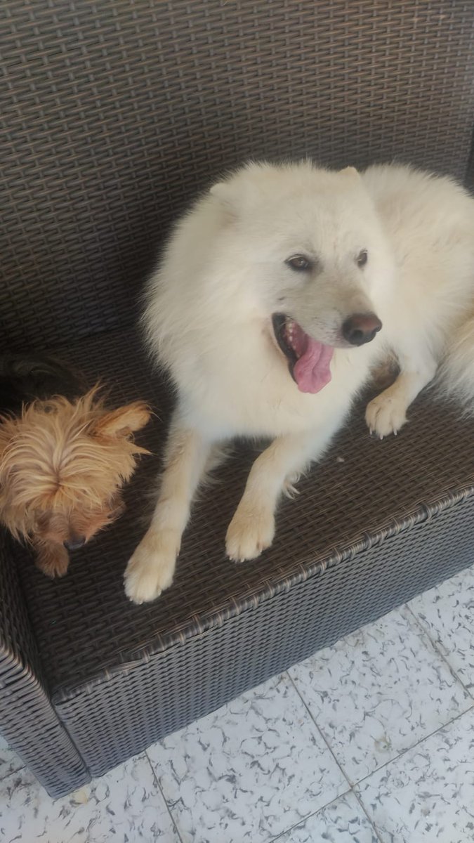 JohanaArroyave's tweet photo. Amixx, necesitamos de su magia (RT).. este peludo (BLANCO) fue abandonado en una carretera y lo atropellaron. Una persona lo encontró, lo curó y lo esterilizó. Está buscando un hogar donde lo puedan recibir, amar PARA TODA LA VIDA. Tiene 2 años aprox.  BOGOTÁ

LLAMAR: 3245010367 https://t.co/2n47hKAL12