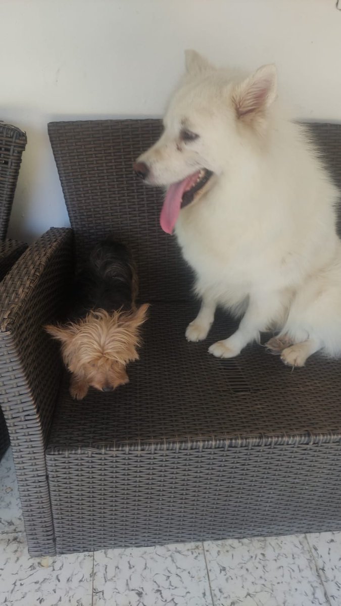 Amixx, necesitamos de su magia (RT).. este peludo (BLANCO) fue abandonado en una carretera y lo atropellaron. Una persona lo encontró, lo curó y lo esterilizó. Está buscando un hogar donde lo puedan recibir, amar PARA TODA LA VIDA. Tiene 2 años aprox.  BOGOTÁ

LLAMAR: 3245010367