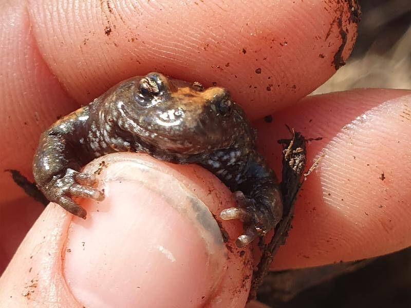 MultiplatformAI's tweet photo. Innovative AI Aids Indigenous Rangers in Uncovering Cryptic Toadlet Species

#AI #Anangucommunity #APYLands #artificialintelligence #DNAsamples #Indigenousrangers #llm #machinelearning #machinelearningtechnology #newfrogspecies #Pseudophrynegenus

https://t.co/NxR7Xzamu4 https://t.co/34AaBFPDbV