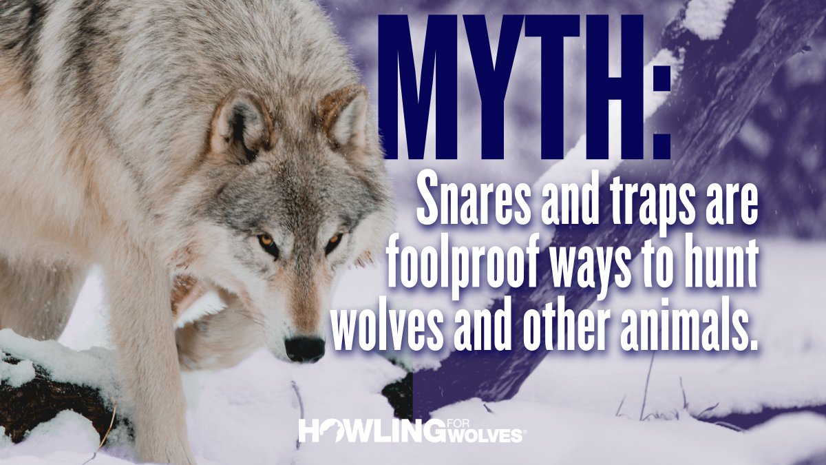 Howling4Wolves's tweet image. Trappers say that the means used to trap are as ethical as any other type of hunting. However, traps &amp;amp; snares commonly trap unintended targets (bycatch), including moose, bald eagles, &amp;amp; domestic dogs.  #KeepThePacksInTact!
