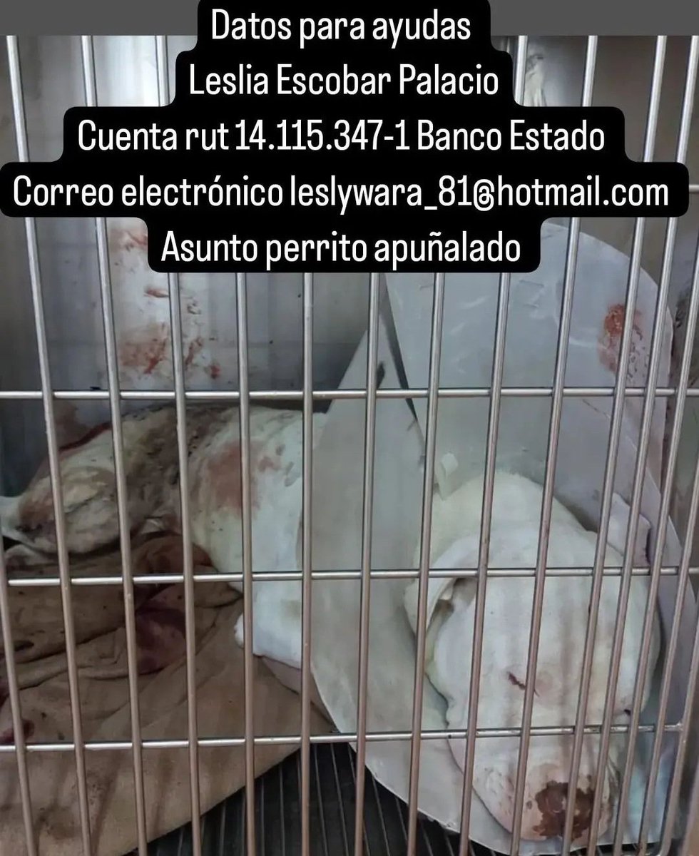 Monomante71's tweet photo. Ahí están los datos para ayudar al perrito agredido por los simios extranjeros que lo golpearon salvajemente y apuñalaron. #LeyCholito para que sean expulsados del país. https://t.co/gbJkB4VIT6