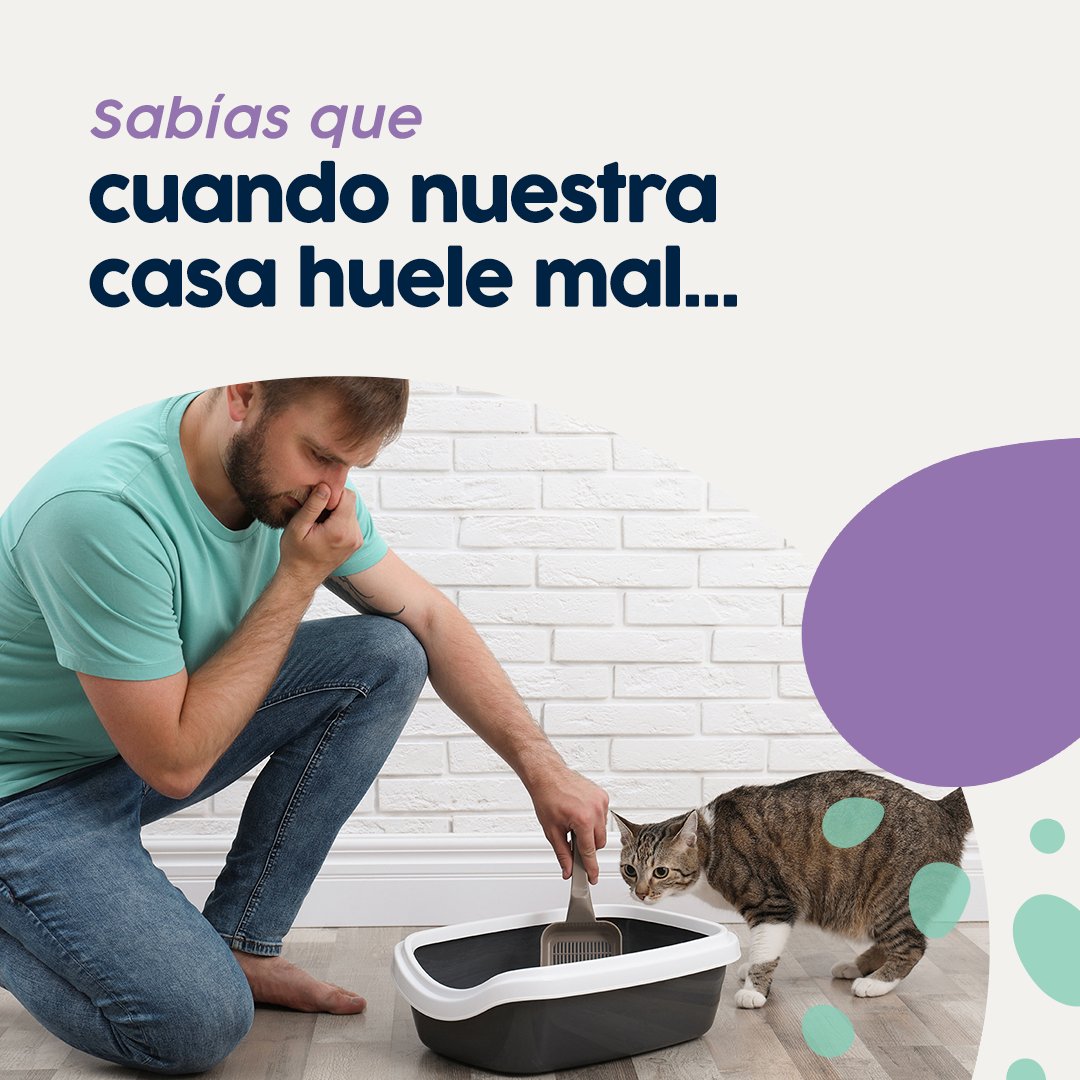 StonecatOficial's tweet photo. ¡No te preocupes! Nuestro producto es la solución para mantener tu hogar libre de malos olores y asegurar un ambiente fresco y positivo. 💫 #BienestarEnCasa #AmbienteSaludable https://t.co/QSmTloywUR