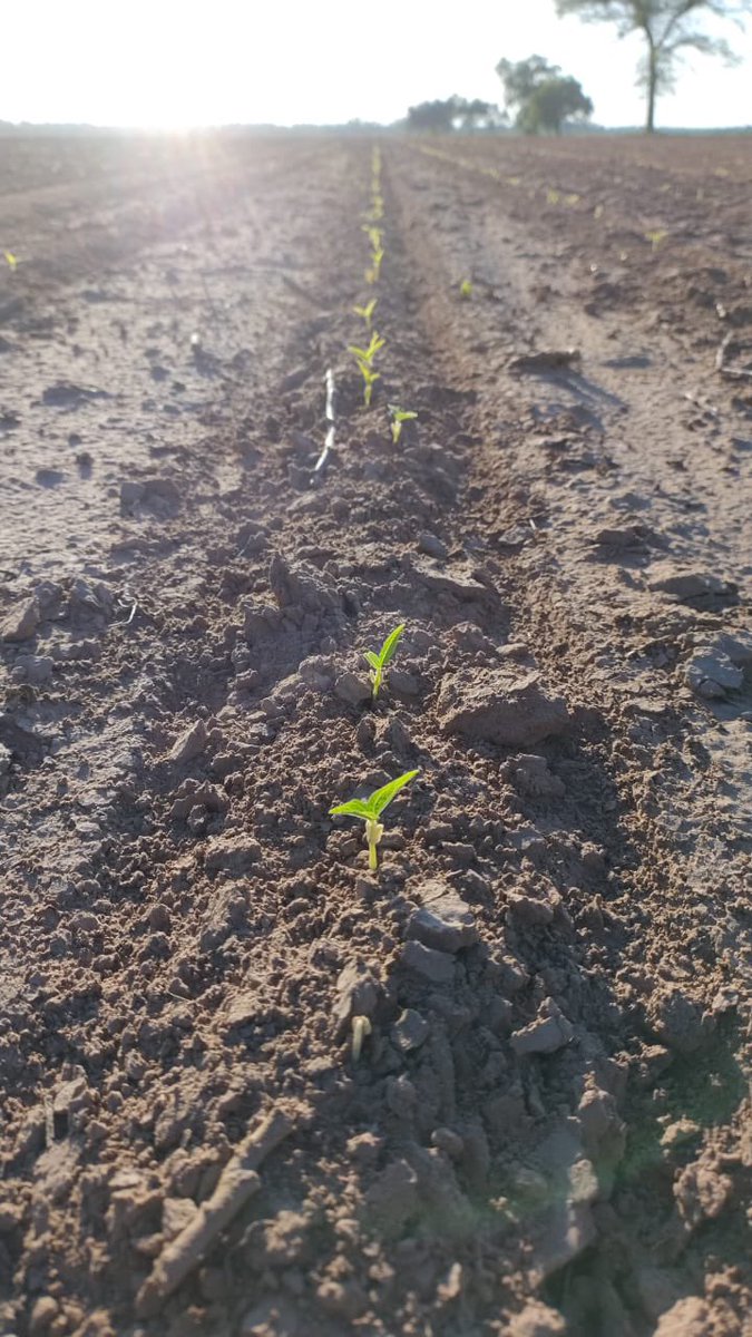 Pablo Pizarro tweet media