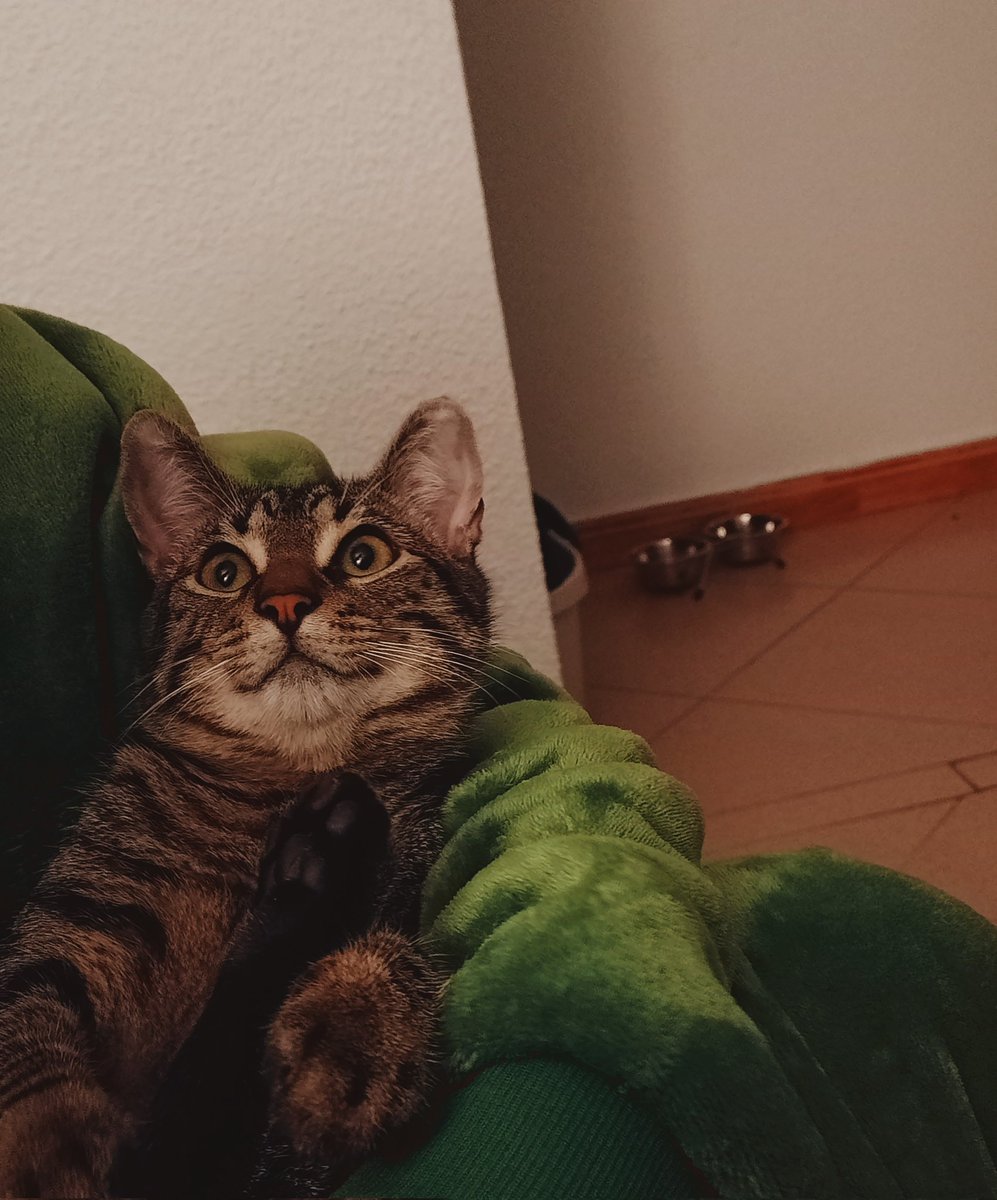 🔴 ÚLTIMA HORA🔴
Pillan al señor Don Gato fuera de su tejado (marramamiau miau miau)