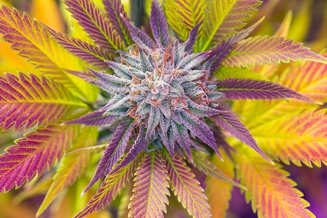 CannaGenesis420's tweet photo. I Love this Girl 👽Tahoe Alien👽 #kush #colorado #cannabis #thc #420 #high #hightimes #ganja #marijuana #yesca #mota #herb #co #pink #colors #fueledbythc #high365 https://t.co/SEjky1s7qE