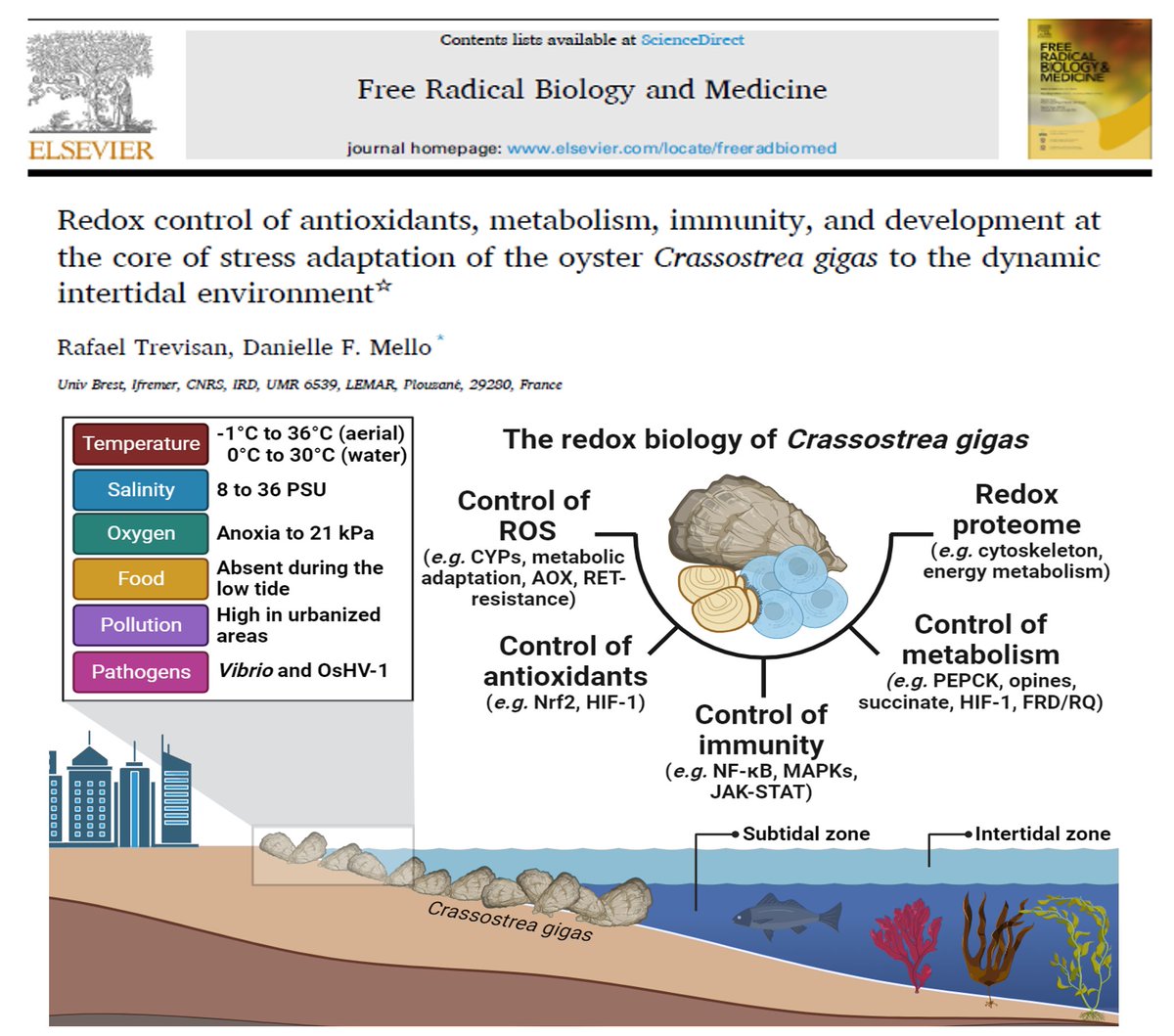 daniellefmello's tweet photo. Partners in love and science! Happy to share the review I recently published with my husband Rafael Trevisan, around the same time we had our second baby!
https://t.co/HNGV0cbBBZ
#SFRBM #MomsInScience #Oyster #Redox #Immunometabolism #Ecotoxicology https://t.co/LySpHxhKYL