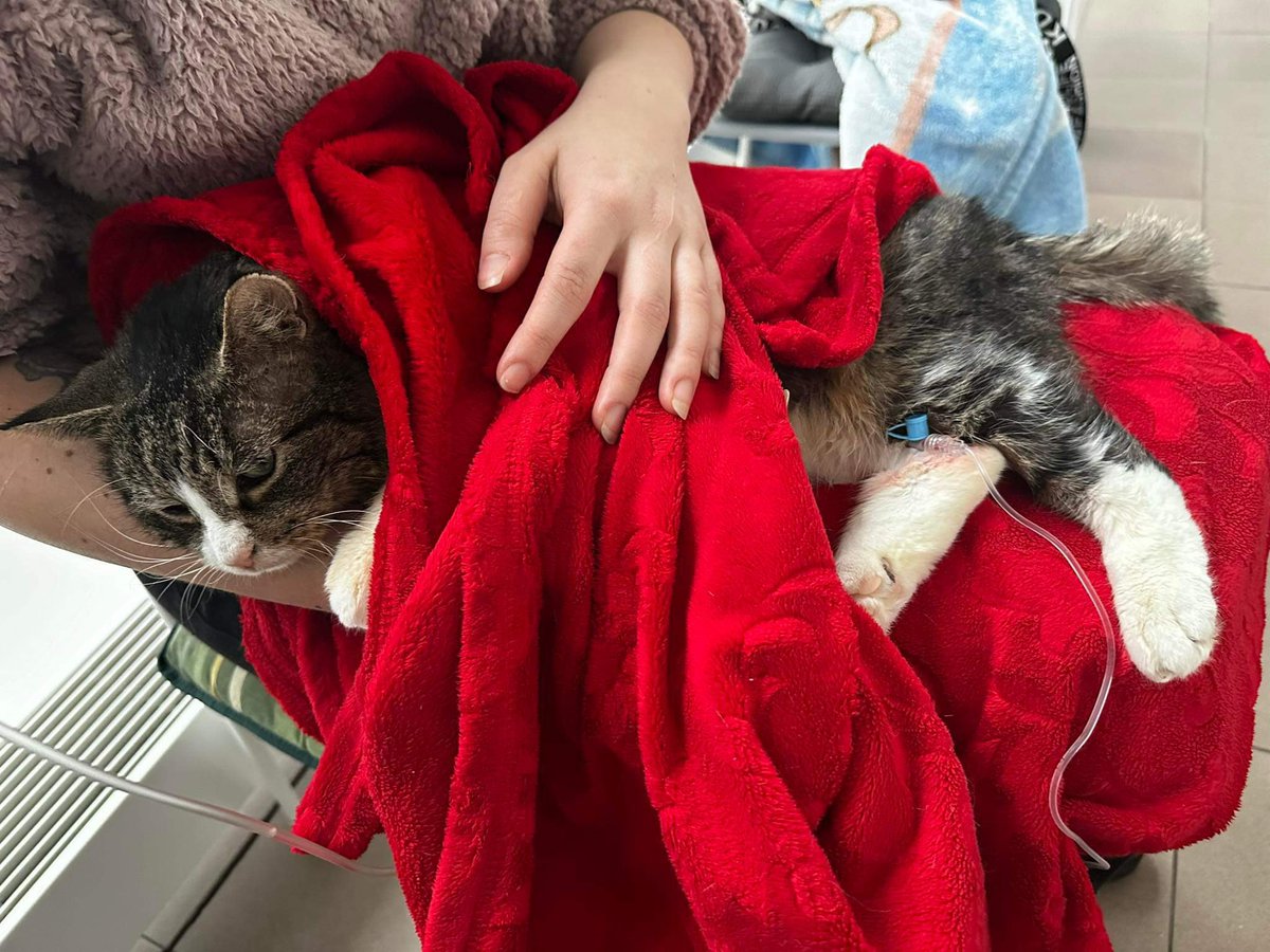 Przed chwilą dostałem taką wiadomość.💔
Proszę o RT🙏

„Witam Panie Damianie 
Na co dzień razem z mamą w swoim mieście jesteśmy wolontariuszkami 
Dokarmiamy bezdomne koty, robimy im budki, leczymy kastrujemy i gdy mamy możliwość oswajamy i szukamy im domków.
Mój podopieczny