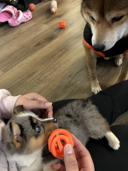 he&rsquo;s so jealous https://t.co/qEGcV5MHXQ<a href="/tag/berserk"class="tags"><span>#berserk</span></a>