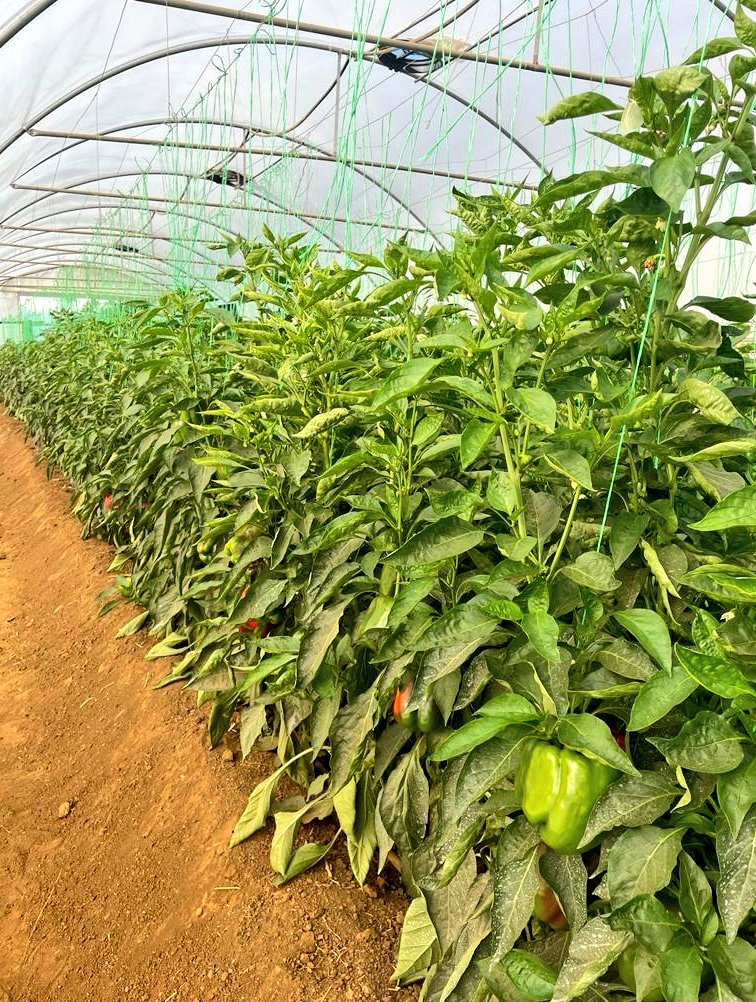 Mudumenwemari..Int'l tweet media