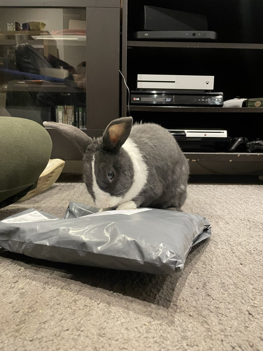 WafflesWillow's tweet photo. Finally human let me at my #BSS23 and I couldn’t be happier. I’ve been tearing it open with aplomb. Thanks to @Pigsandbuns for our gifts ☺️🐇❤️ #bunnies #rabbits #cute #pets #santa #Christmas2023 https://t.co/l70XkALi4p