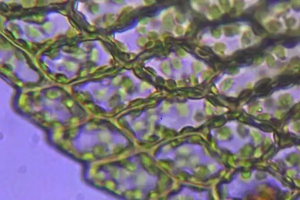 Global Plant Council tweet media