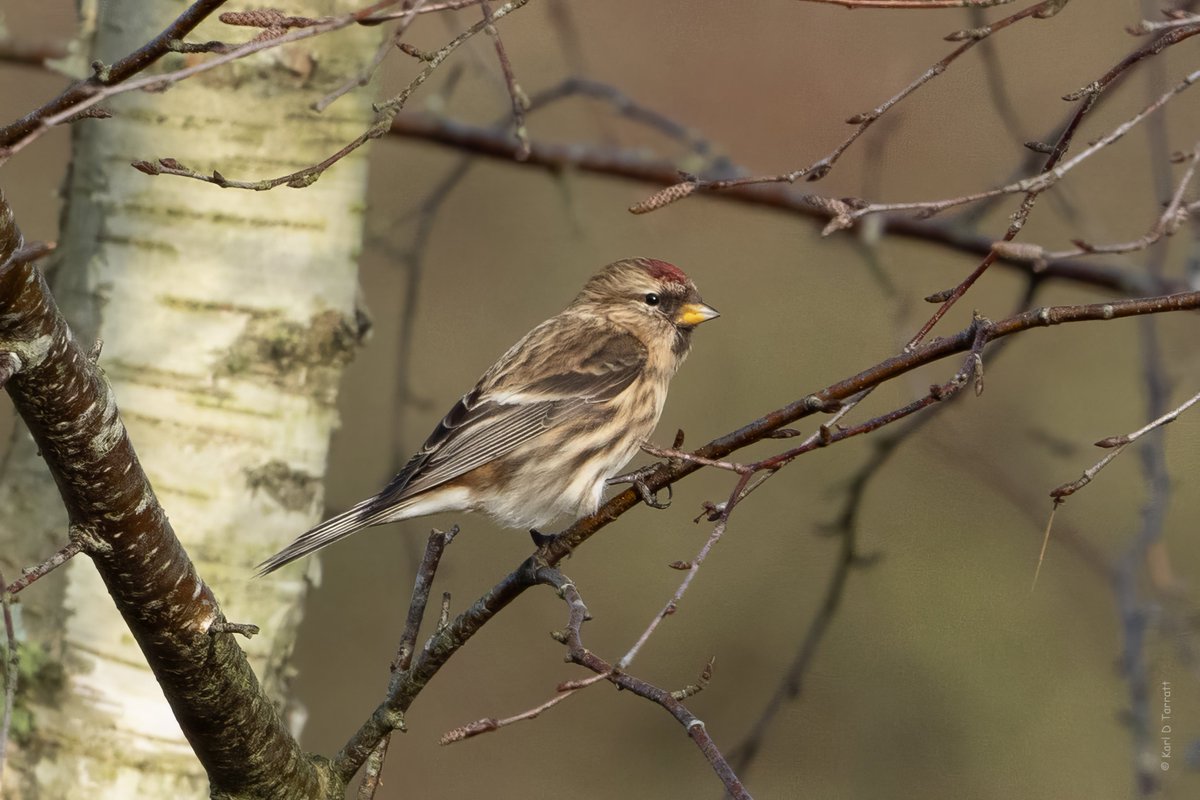 BCConservators's tweet photo. Happy New Year to our followers!
We hope you managed to squeeze in a walk or two on the Commons in between the rain & wind this festive period.
We're looking forward to the year ahead managing #BansteadCommons for our visitors to enjoy & wildlife to thrive!
๐ธ@karl_d_tarratt https://t.co/bvllPLN3Md