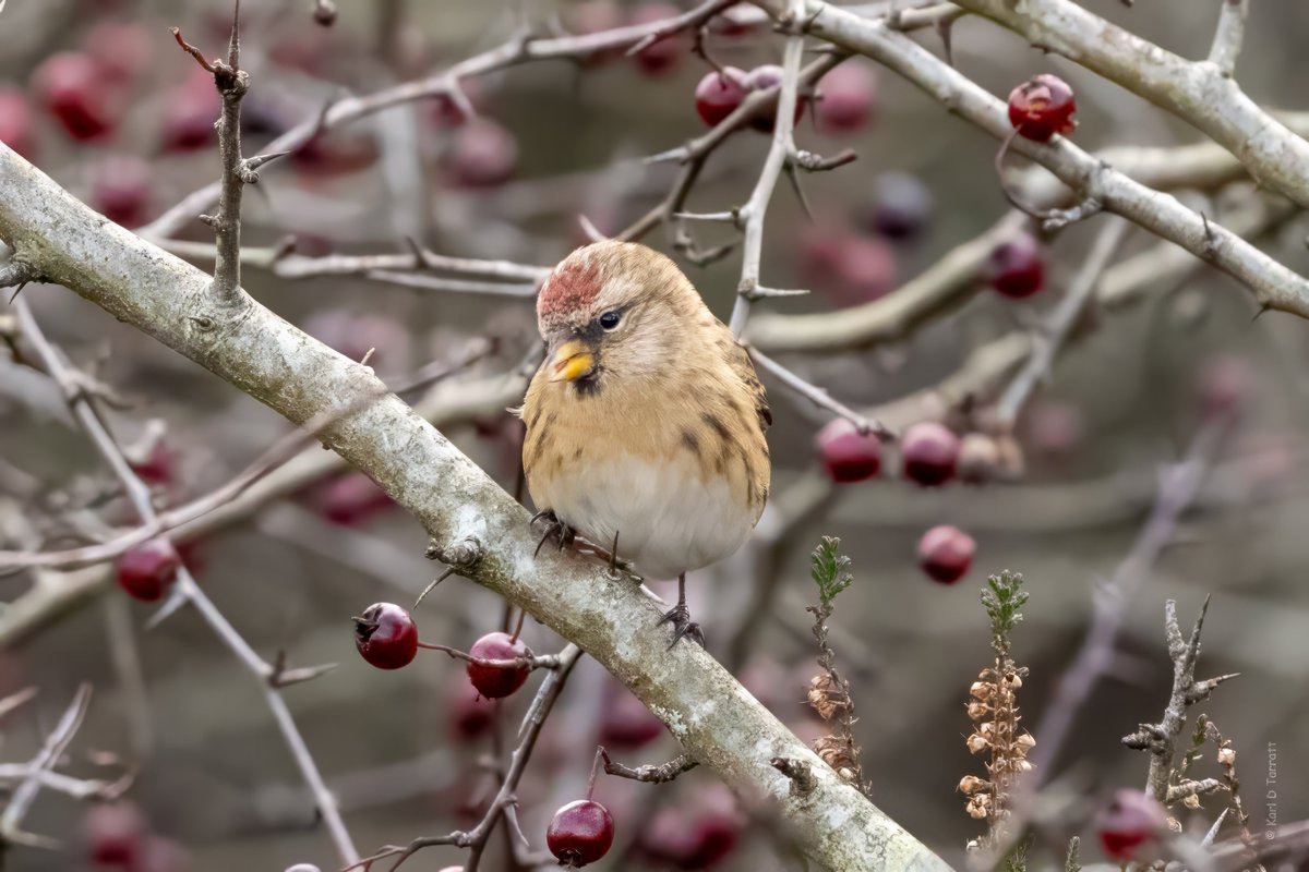 BCConservators's tweet photo. Happy New Year to our followers!
We hope you managed to squeeze in a walk or two on the Commons in between the rain & wind this festive period.
We're looking forward to the year ahead managing #BansteadCommons for our visitors to enjoy & wildlife to thrive!
๐ธ@karl_d_tarratt https://t.co/bvllPLN3Md