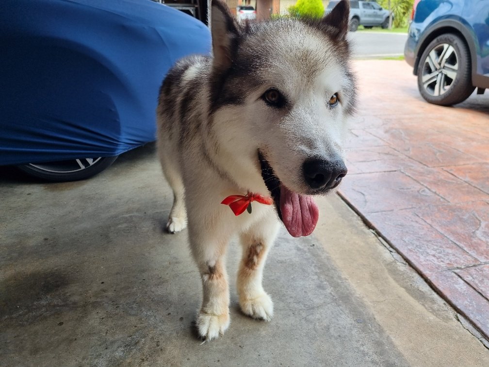 Nisha_1712's tweet photo. After my bath day. Looking pretty good if I do say so myself 😁 https://t.co/gAm13jk8y6