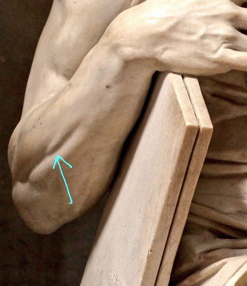 This is the right forearm of Michelangelo's Moses (c. 1513-1515) statue.

The arrow points to a small muscle called the extensor digiti minimi, which only contracts when the pinky is lifted, otherwise it is invisible.

Most of Michelangelo's sculptures are painstakingly detailed…