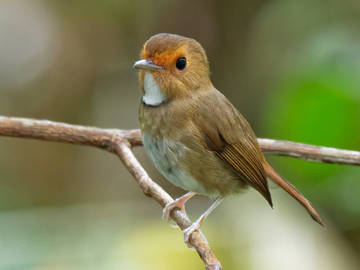 MbarkCherguia's tweet photo. Rufous Browed Flycatcher. Native to Malaysia. Its natural habitat is subtropical or tropical moist montane forests.🐦🌳

#birds #NaturePhotography #wildlifephotography #photography #thursdaymorning https://t.co/bu9Jg5YMXb
