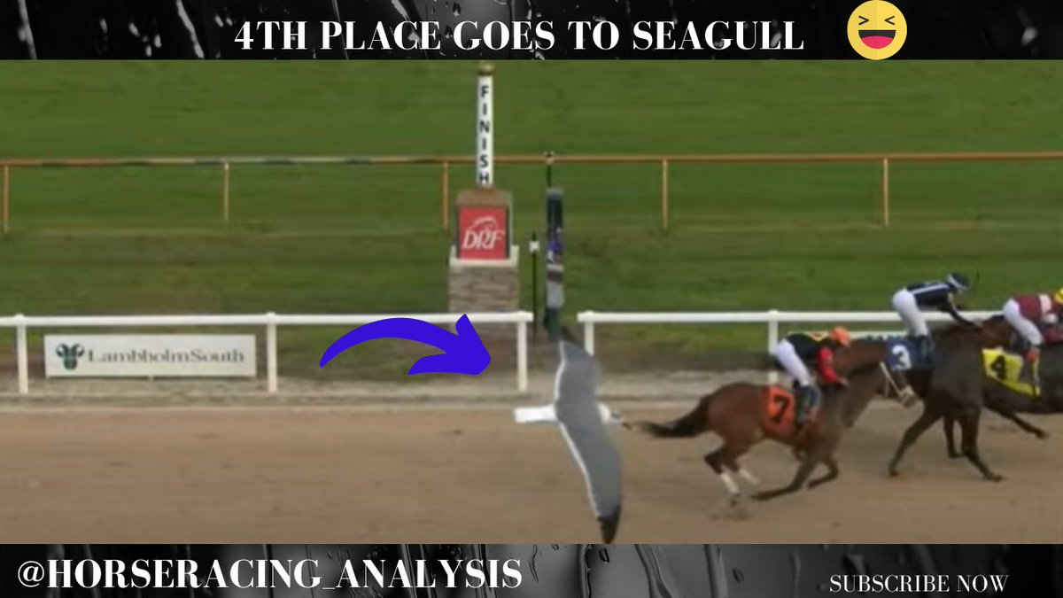analysis_horse's tweet photo. "When the seagull has better odds than the favorites! 🏇🏖️ Who needs speed ratings when you've got wings? #SeagullStakes #FeatheredFinish #TampaBay #Tampabaydowns #HorseRacing #horseracingtips https://t.co/DFDCHMw6ED