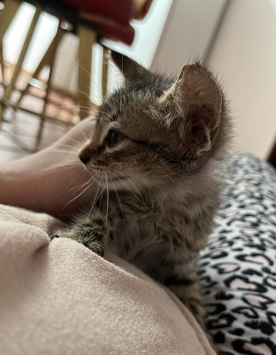 naasyco's tweet photo. 🥹🩷🩶 | Ayúdenme a conseguirle hogar a este pobre gatito … cerca de él estaba el cuerpo sin vida de un gatito igual de pequeño … por favor ayúdenme a no dejarlo en la calle y que pueda sobrevivir #VDLP #guarico #vlp #ValleDeLaPascua lo entrego con #comida y shampoo https://t.co/JJLX3OTieF