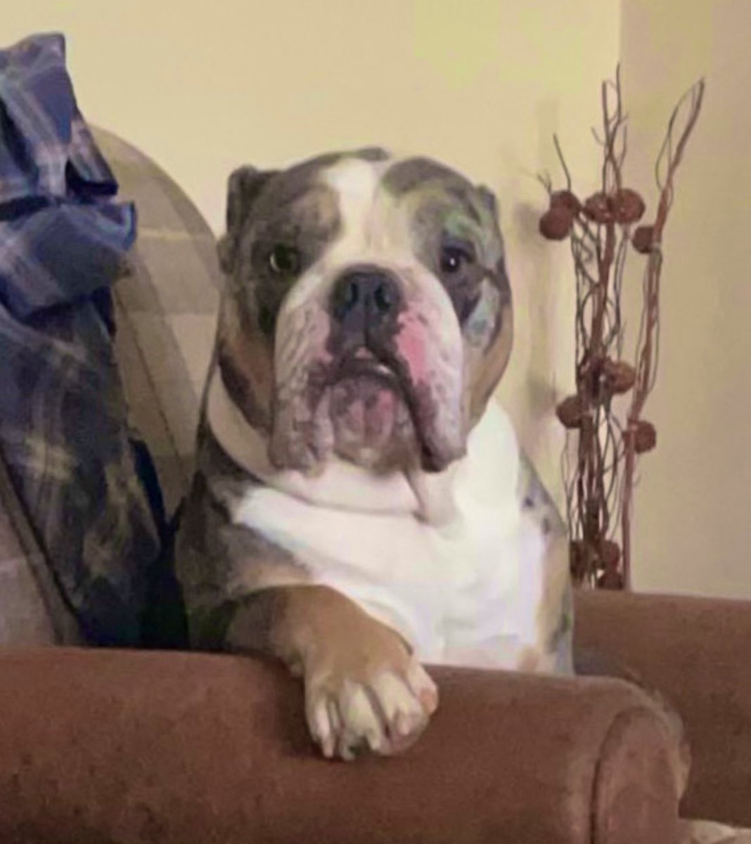 theunknownmon's tweet image. Still sat waiting for it to sink in that’s #LukeTheNuke is only 16! #dartswc2024 #dogsofx #fyp #legend