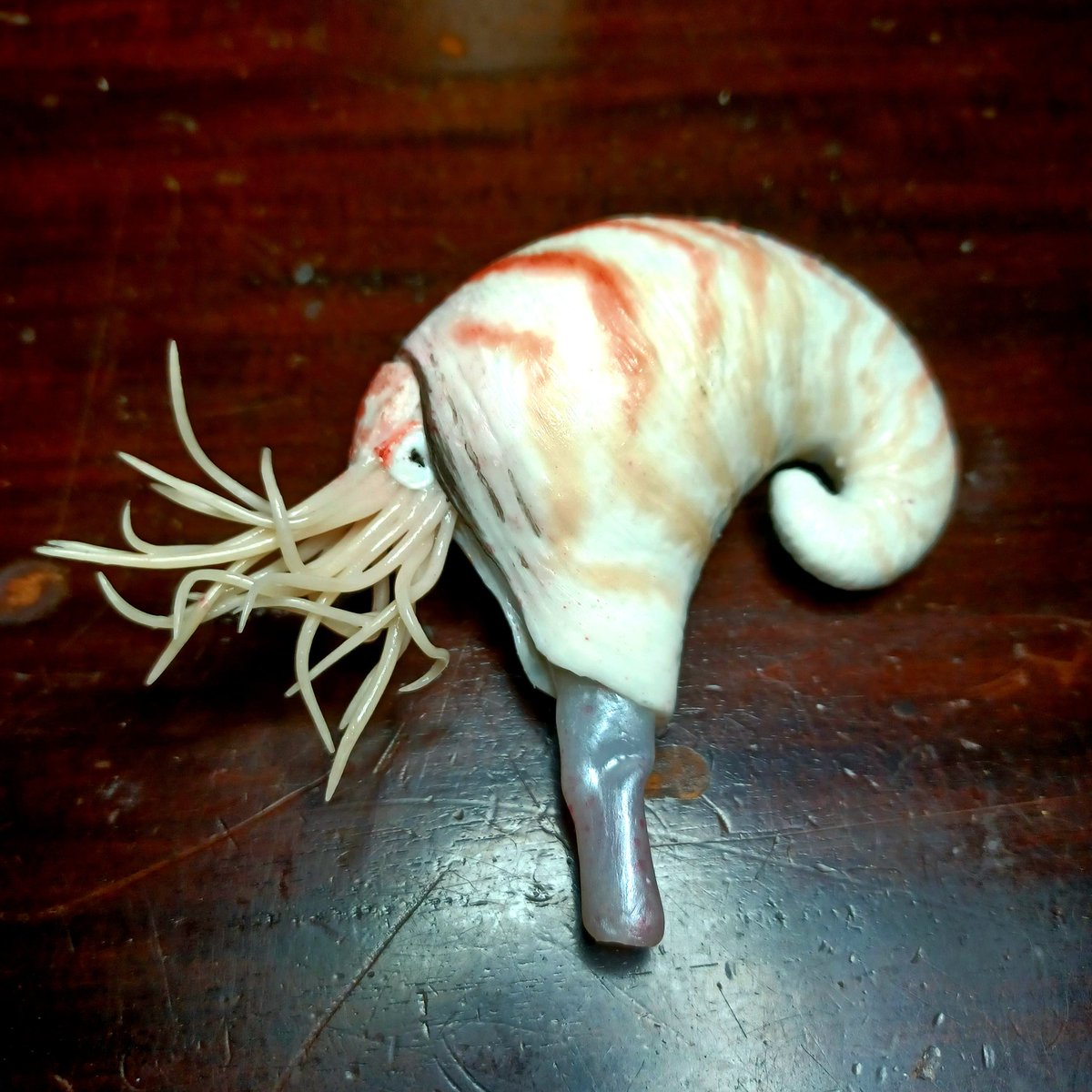Another cephalopod, nautiloid Phragmoceras 👌