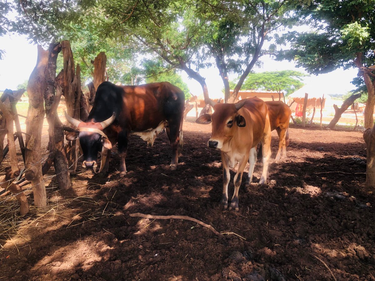 AMONDAVID5070's tweet photo. HH: venture into beef production. 
Me: say no more mudala. https://t.co/ucjJsNjaT1