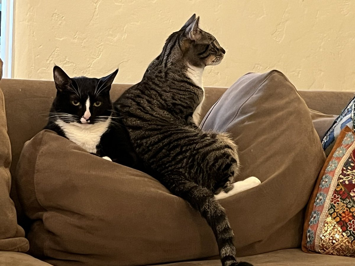 priyaXisting's tweet photo. @TinyWriterLaura Ours are opposite! M. Hercule Pawrot is a sweet cuddly little baby, Captain Hastings (sitting on Pawrot) is an absolute (private) Dick and needs to go directly to jail. #DontPassGo https://t.co/2Ggd6MwVyU