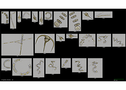 Ocean Carbon & Biogeochemistry (OCB) (@us_ocb) on Twitter photo OCB Operational Phytoplankton Observations WG to convene town hall at #OSM2024 Fri Feb 23, 1245 CST
Conv Ctr, Room: R02-R03 (2nd fl) Building a Community of Practice for the Collection and Assessment of Operational Phytoplankton Observations tinyurl.com/3enbbmf3 <a href="/njpoulton/">Nicole Poulton, PhD</a> OCB Operational Phytoplankton Observations WG to convene town hall at #OSM2024 Fri Feb 23, 1245 CST
Conv Ctr, Room: R02-R03 (2nd fl) Building a Community of Practice for the Collection and Assessment of Operational Phytoplankton Observations tinyurl.com/3enbbmf3 <a href="/njpoulton/">Nicole Poulton, PhD</a>