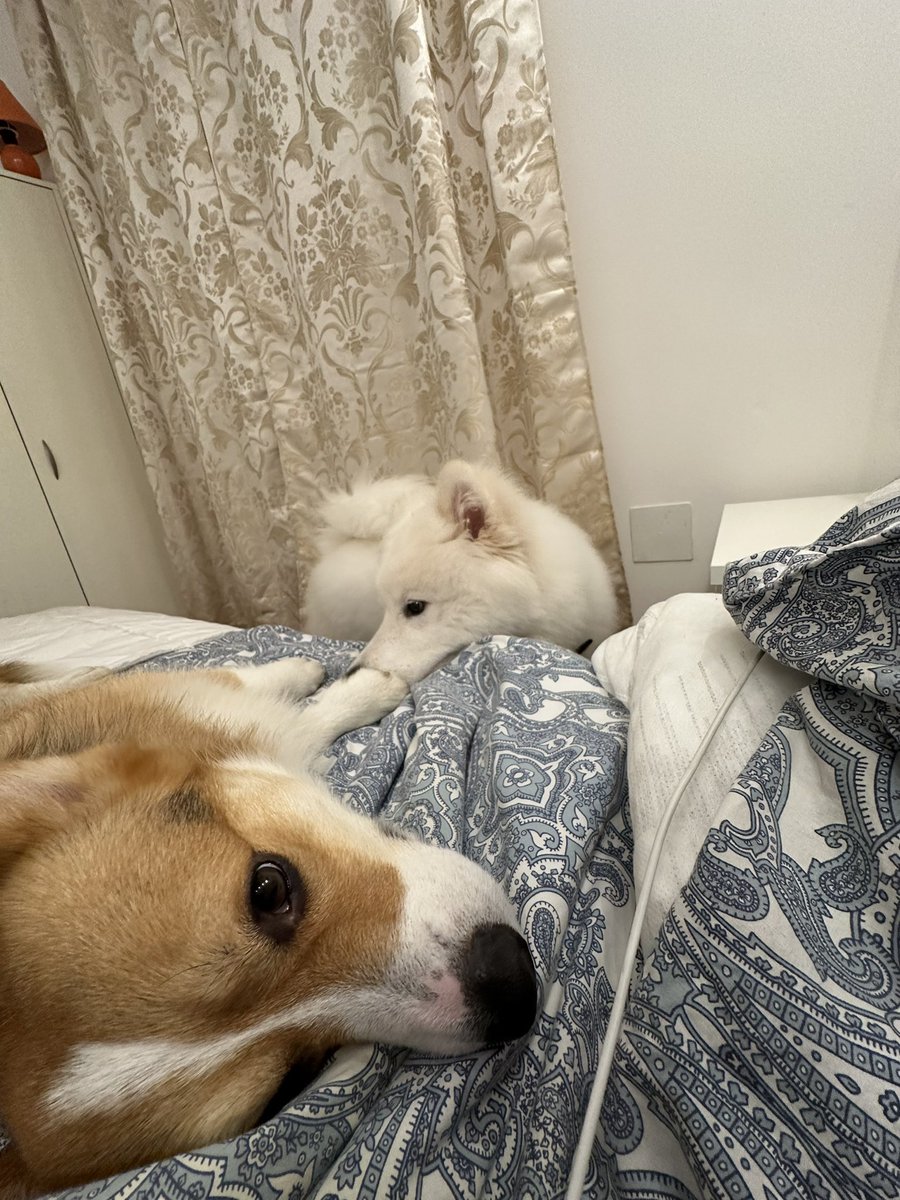 аутопсина тревожная | עם ישראל חי tweet media