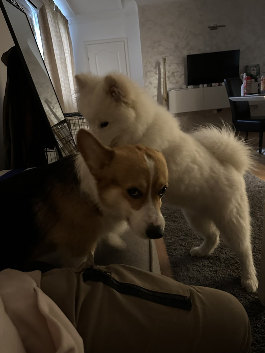 аутопсина тревожная | עם ישראל חי tweet media