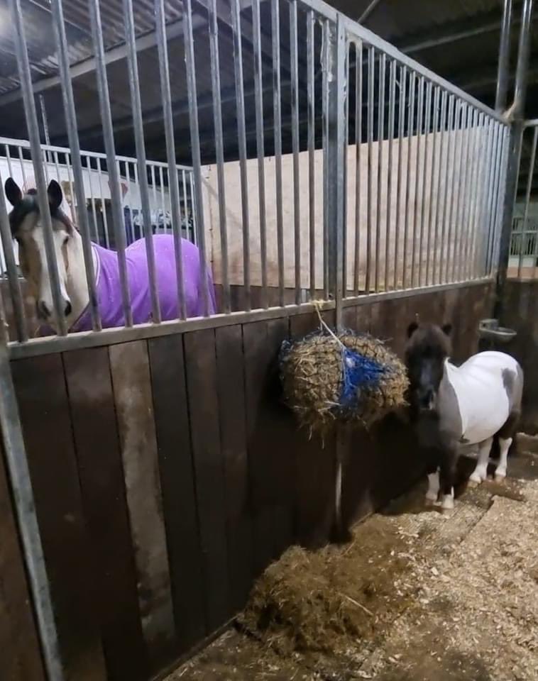 Remedy got a belated Christmas present and was upgraded to a big stable with a little door, so he can now watch the world go by. He is loving having more room ❤️

#happyshetlandhappyowner 
#bestshetlandever
#livinghisbestlife