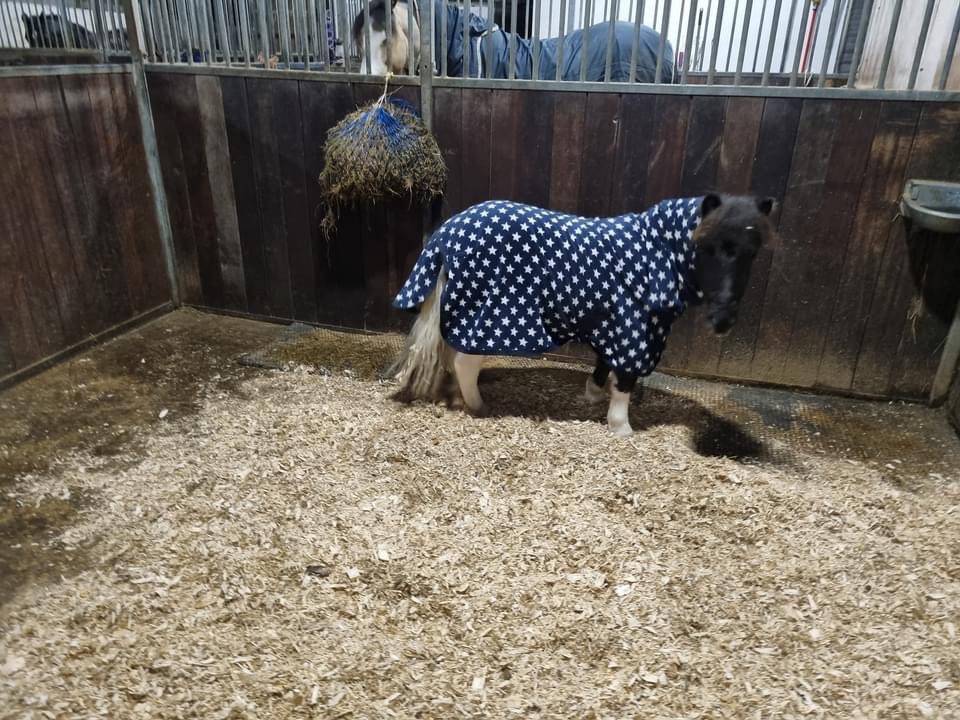 yellowcobDR's tweet photo. Remedy got a belated Christmas present and was upgraded to a big stable with a little door, so he can now watch the world go by. He is loving having more room ❤️

#happyshetlandhappyowner 
#bestshetlandever
#livinghisbestlife https://t.co/rhuiiRJw8K