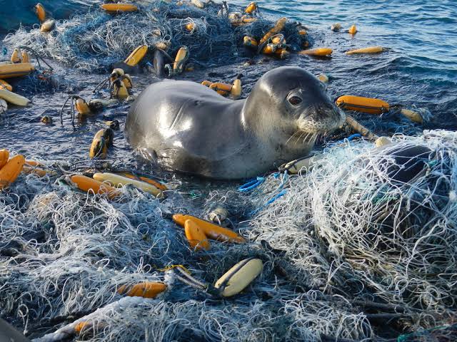 Marine debris threatens our oceans, harming marine life and ecosystems. Join beach clean-ups, reduce single-use plastics, and spread awareness about the importance of responsible waste management. ♻️🌊 #MarineDebris #BeachCleanUp #PlasticFreeSeas #plasticpollution…