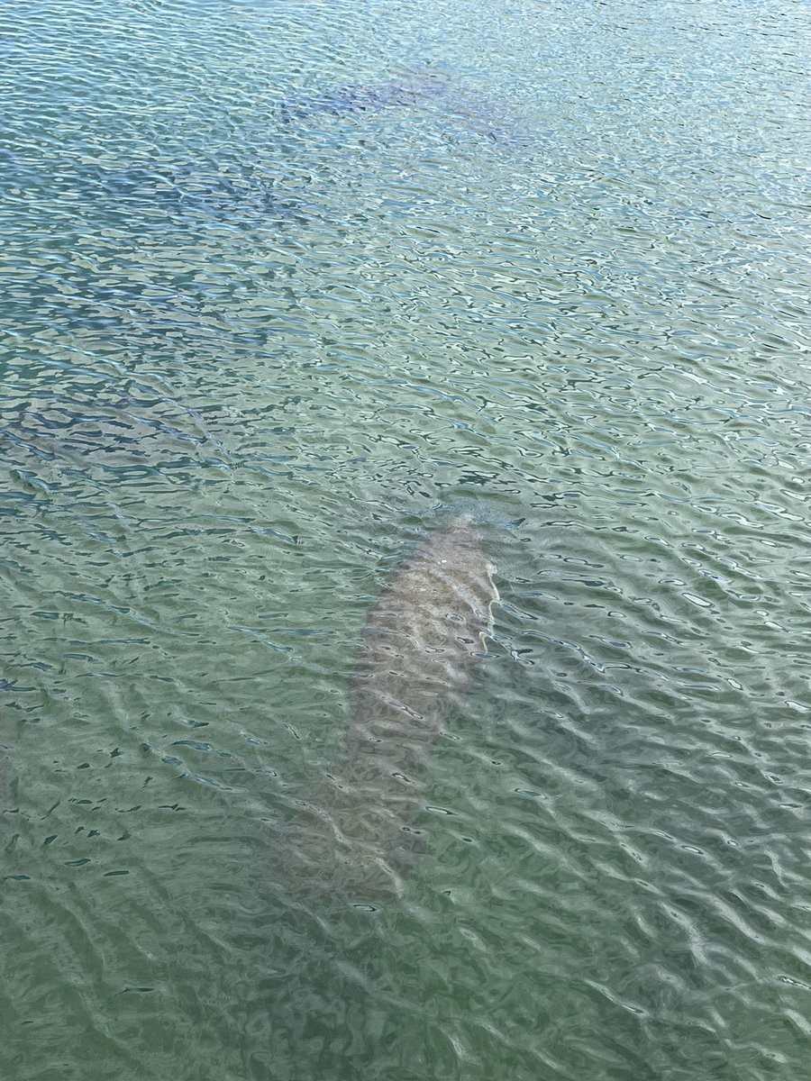 During a holidays visit to Gulf Coast of Florida we visited a strange industrial/zoological symbiosis between an electric power plant and a colony of hundreds of manatees who enjoy the warm water that comes from the plant’s cooling system runoff (sadly it is a coal plant though).