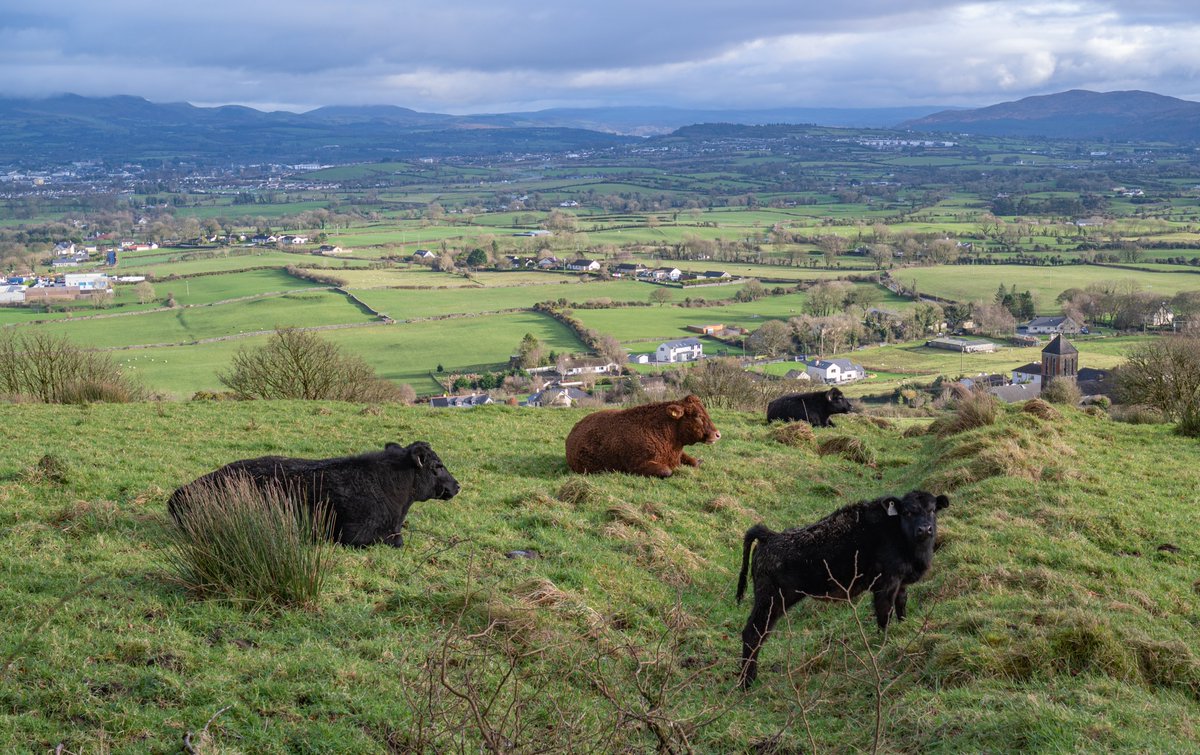 Queen Maeve's Bulls.   on the Queen Maeve Trail wending around Knocknarea. #queenmaevetrail #choosesligo <a href="/choosesligo/">choosesligo</a> #knocknarea #sligo #WinterPhotography #defenders #Watching <a href="/TrailgazersB/">TrailGazers Bid</a> <a href="/SligoWalks/">Sligo Walks</a>