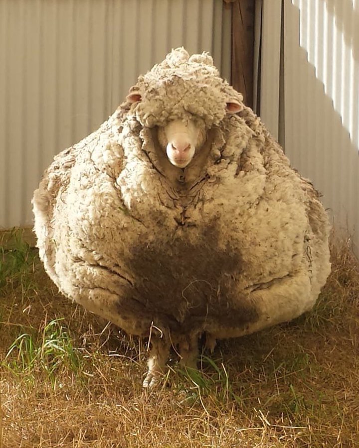 Shrek was an ordinary Merino sheep residing in South Island, New Zealand. One day, he decided to escape his enclosure and ventured into nearby caves.  For 6 years, he lived on his own until his owner, John Perrian, discovered him. John remarked upon seeing him,'He looked like