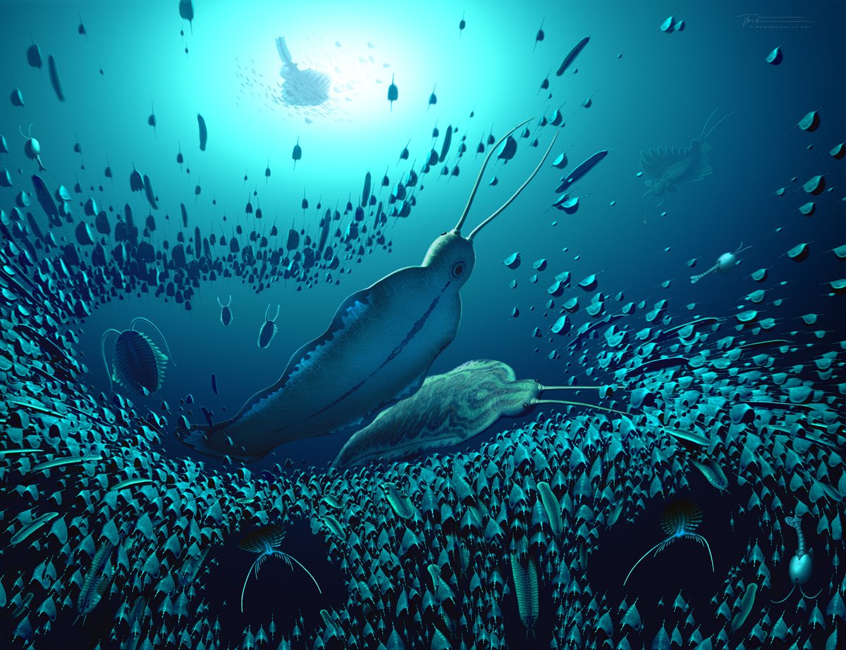 𓆨Luke A Parry𓆨 (@cambriannelids) on Twitter photo New year, new chaetognath! Introducing Timorebestia koprii! A giant (~30 cm) long chaetognath from the early Cambrian (approx 520 millions of years old) Sirius Passet biota of North Greenland!
Published in <a href="/ScienceAdvances/">Science Advances</a> here: science.org/doi/10.1126/sc… New year, new chaetognath! Introducing Timorebestia koprii! A giant (~30 cm) long chaetognath from the early Cambrian (approx 520 millions of years old) Sirius Passet biota of North Greenland!
Published in <a href="/ScienceAdvances/">Science Advances</a> here: science.org/doi/10.1126/sc…