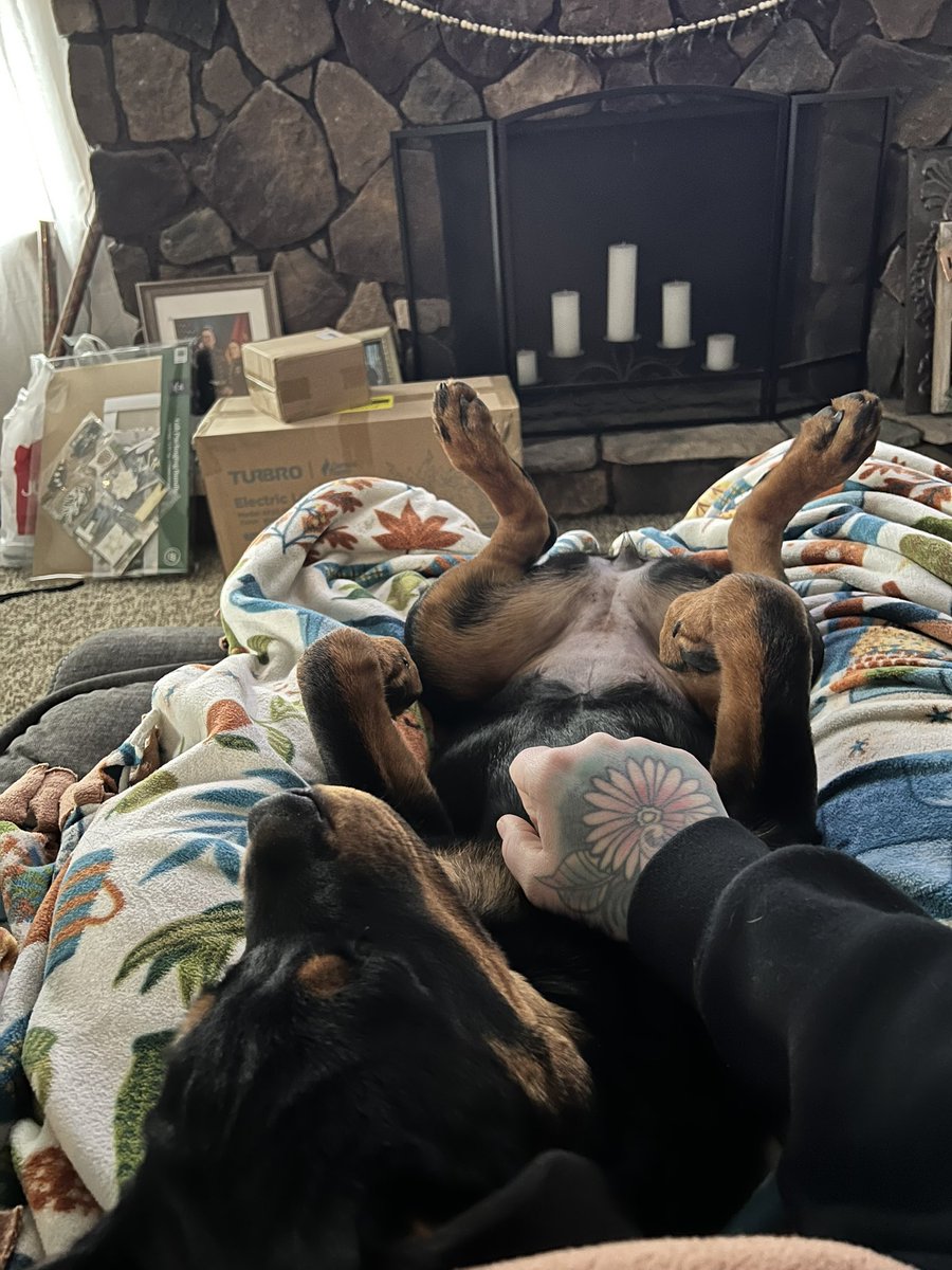 tabmcki's tweet photo. Lil girl is getting spayed tomorrow 🥺 https://t.co/oPjS8TD8aG