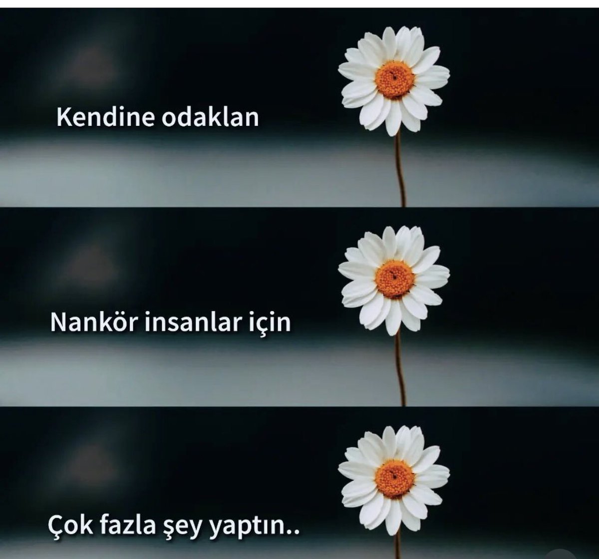 Azra (@azra_turkk) on Twitter photo 