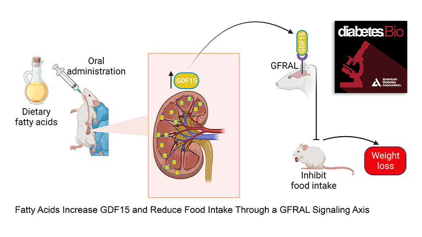 ADA_Pubs's tweet photo. Introducing DiabetesBio! The inaugural January #DiabetesBio #Podcast is now online.  

Topic: Fatty acids on a mission: Boosting GDF15 and cutting down on food intake through the GFRAL signaling axis. #NutritionScience #GDF15 

🎙️https://t.co/VOgY9gBnHj

@thewilliamslab 
@DarleenSandoval 
@wddong1988